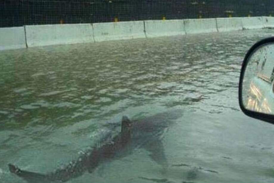 El nuevo fake de Internet: Tiburones en las calles de Miami tras paso del huracán Irma