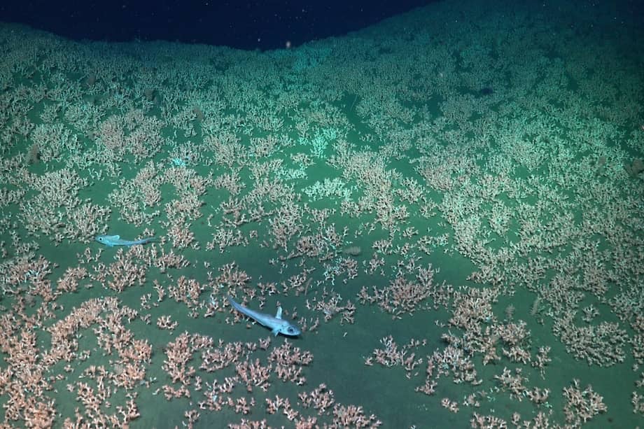 Estrellas de mar rojas y rosadas (Gorgonocephalus chilensis) se posan sobre corales duros blancos.