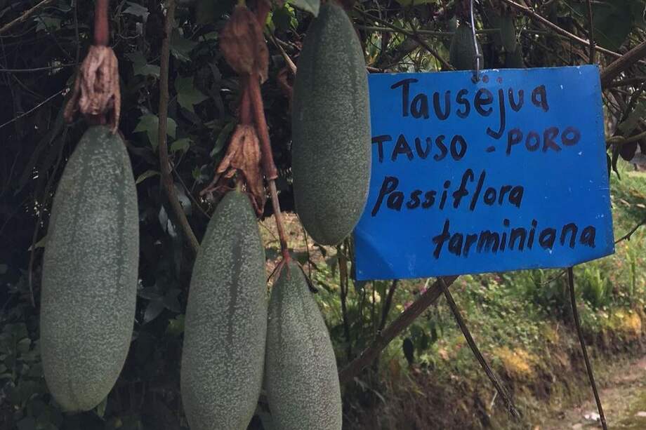 El nombre indígena es Tausejua y el científico es Passiflora Taminana.