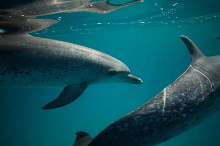 Animal Planet / Animal Planet