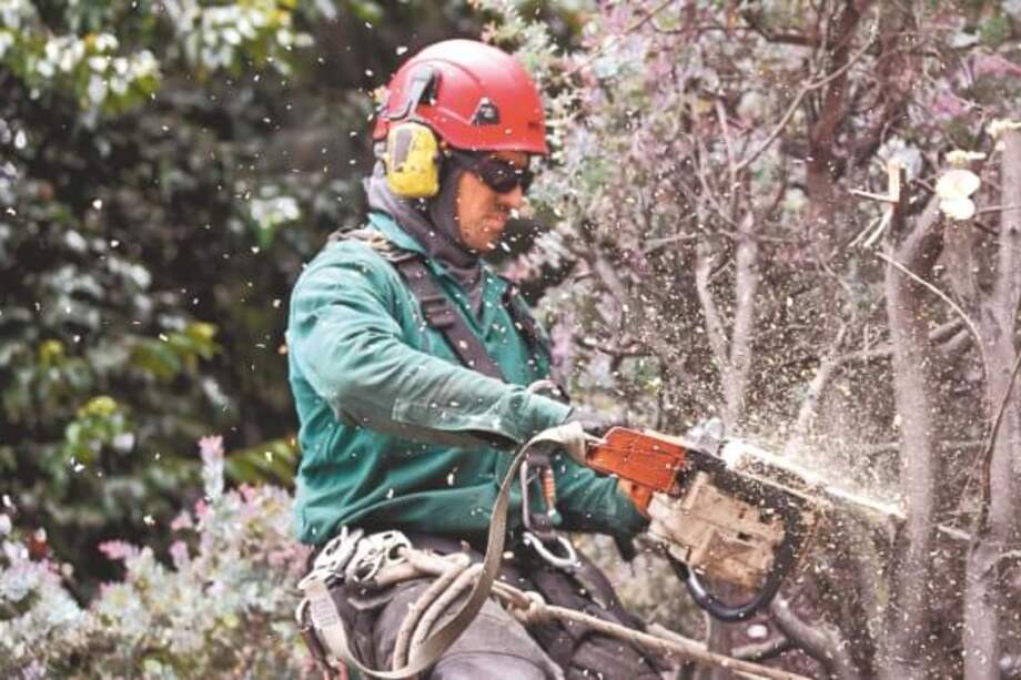 Las localidades donde más se han efectuado talas durante la administración Peñalosa son Suba, Engativá y Teusaquillo. / Mauricio Alvarado - El Espectador