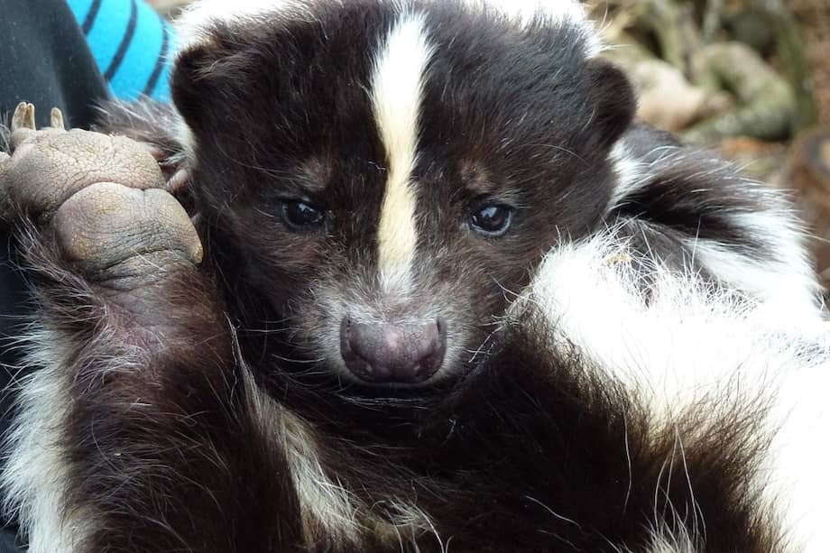 En noviembre de 2024, el donante fue araño por un zorrillo que, al parecer, adquirió la rabia de un murciélago.