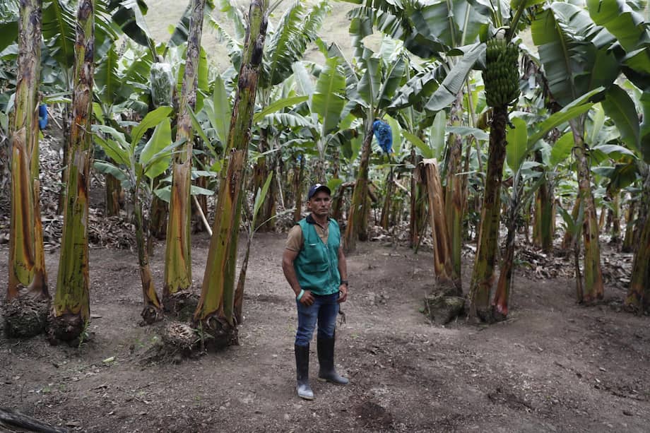 Campesino posa en un cultivo de plátano este miércoles, en Naranjal, en el departamento del Valle del Cauca (Colombia).