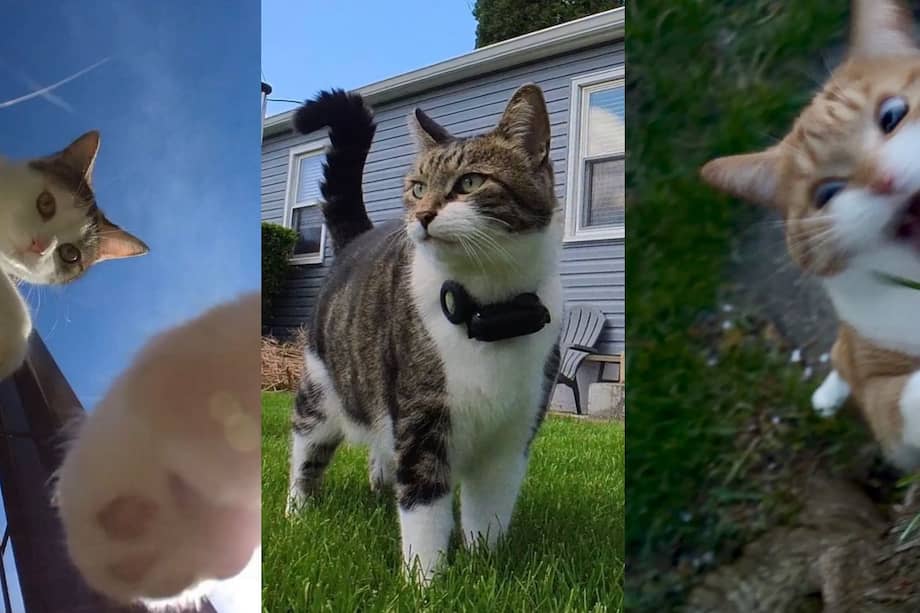 En sus salidas, Mr. Kitters camina, maúlla, explora y se encuentra con otros gatos.