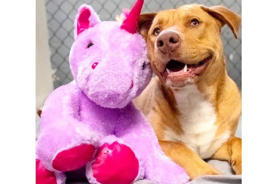 Después de insistir por su peluche favorito, Sisu pasó de las calles a un hogar lleno de amor.