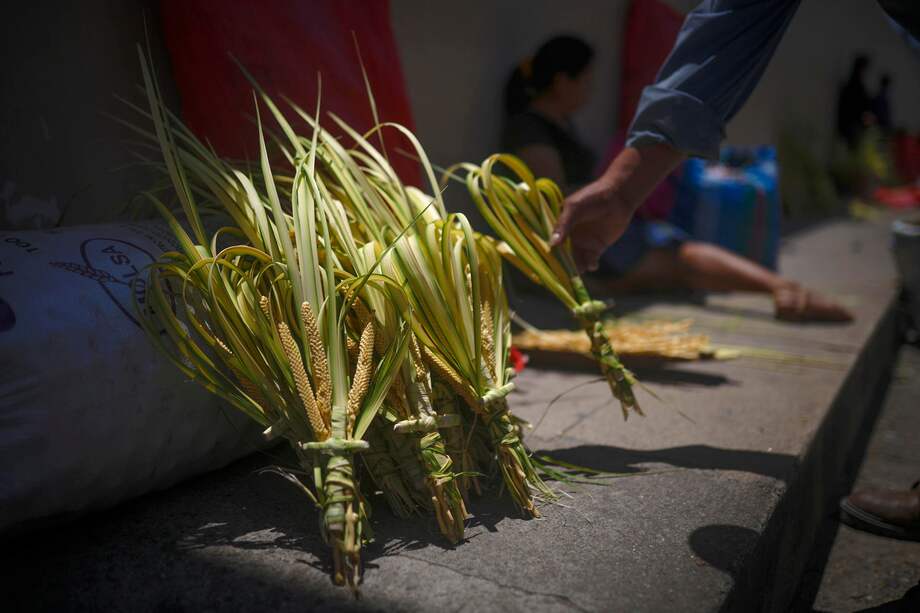Una de las amenazas más significativas (y quizá la más visible por su arraigo cultural) es la tradicional recolección de sus hojas jóvenes para la elaboración de ramos durante las celebraciones del Domingo de Ramos.