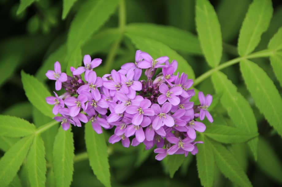 Posee flores llamativas que pueden tener diferentes colores e incluso ser de dos colores.