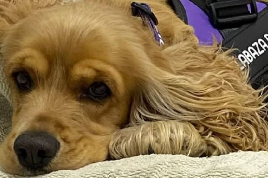 Hallie regresó al refugio después de más de un año en adopción y ahora espera una nueva oportunidad para encontrar un hogar definitivo.