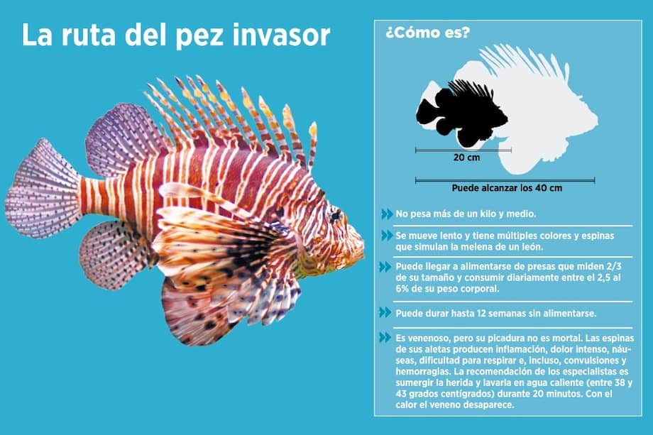 'Erradicar al pez león es imposible'