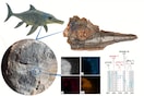 Hallan restos de piel en reptil marino que habitó Villa de Leyva hace 120 millones de años