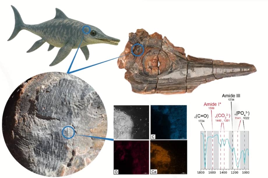 Para analizar el fósil, los científicos utilizaron diversas herramientas modernas como microscopios ópticos y electrónicos.