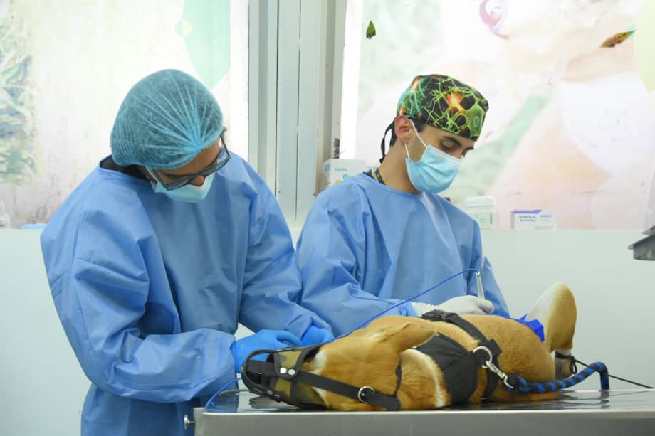 Especialistas en salud veterinaria coinciden en que la esterilización es una de las intervenciones más eficaces para prevenir la sobrepoblación