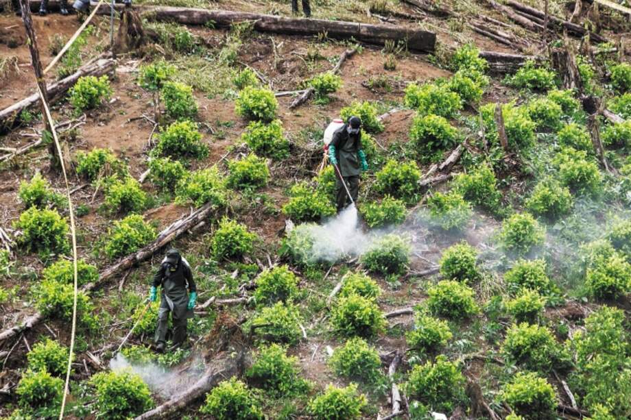 Si en efecto vuelven las aspersiones con glifosato, es fácil predecir qué va a ocurrir: la política de drogas de Colombia continuará en el fracaso. / Foto: Bloomberg