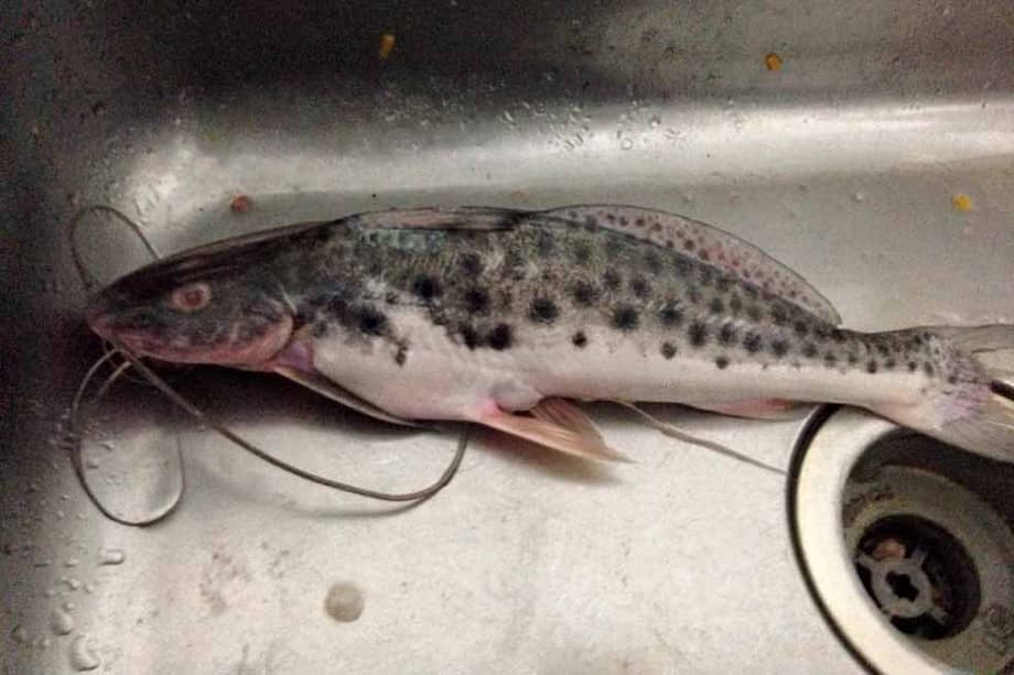 Este es el pez mota, nocivo para la salud por sus niveles de mercurio.