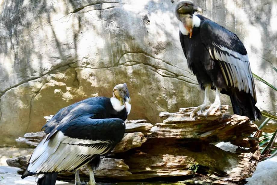 El polluelo nació como parte del Programa de Conservación del Cóndor Andino. / Aviario Nacional de Colombia