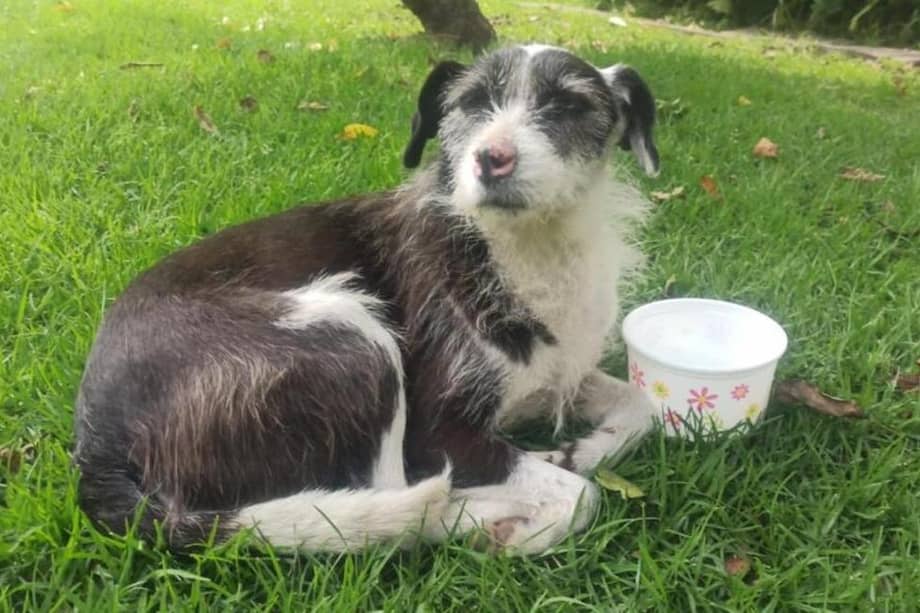 La mascota había sido acogida por la comunidad del barrio Alhambra. Ahora, esperan encontrarlo para darle un hogar.