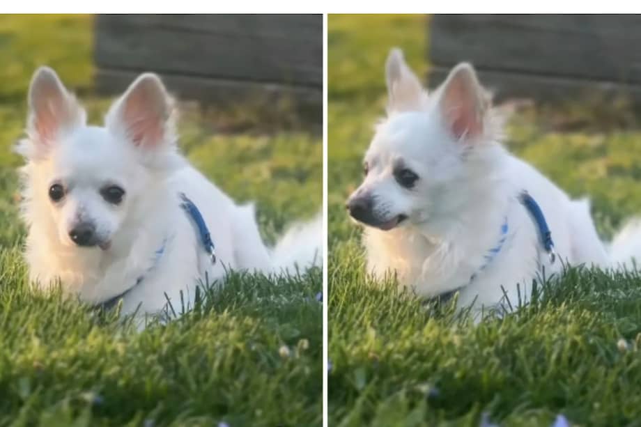 Peep fue sometido a un procedimiento de esterilización y a una intervención dental en la que se le extrajeron varias piezas.