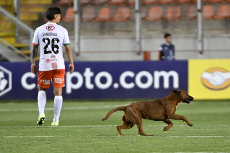 Un perro ingresó a la cancha del duelo entre Cobresal vs. Barcelona de Ecuador. Momentos después, el equipo local anotó un gol.