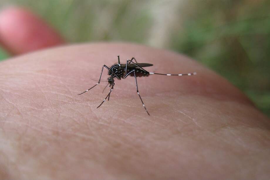 Aedes aegypti es el mosquito que transmite la fiebre amarilla / Flickr