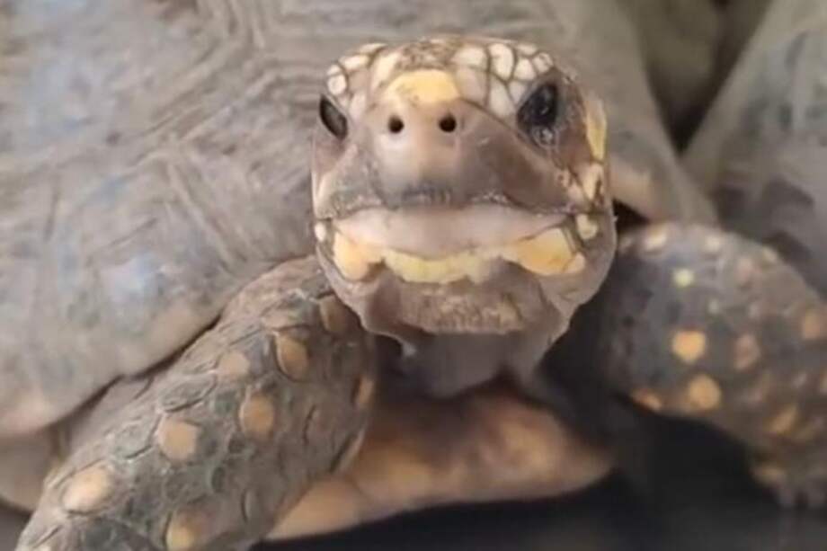 Entre los animales reubicados se encuentran 108 tortugas morrocoy.