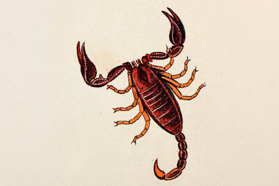 El signo del Escorpión va del 23 de octubre al 21 de noviembre.