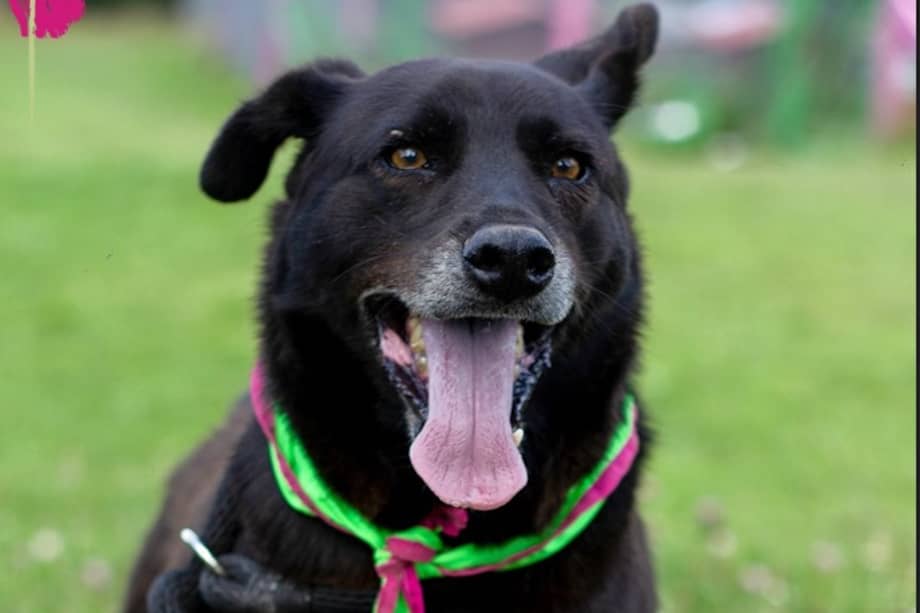 Los animales bajo el cuidado de la Fundación Tepa consumen cerca de 80 kilos de alimento al día.