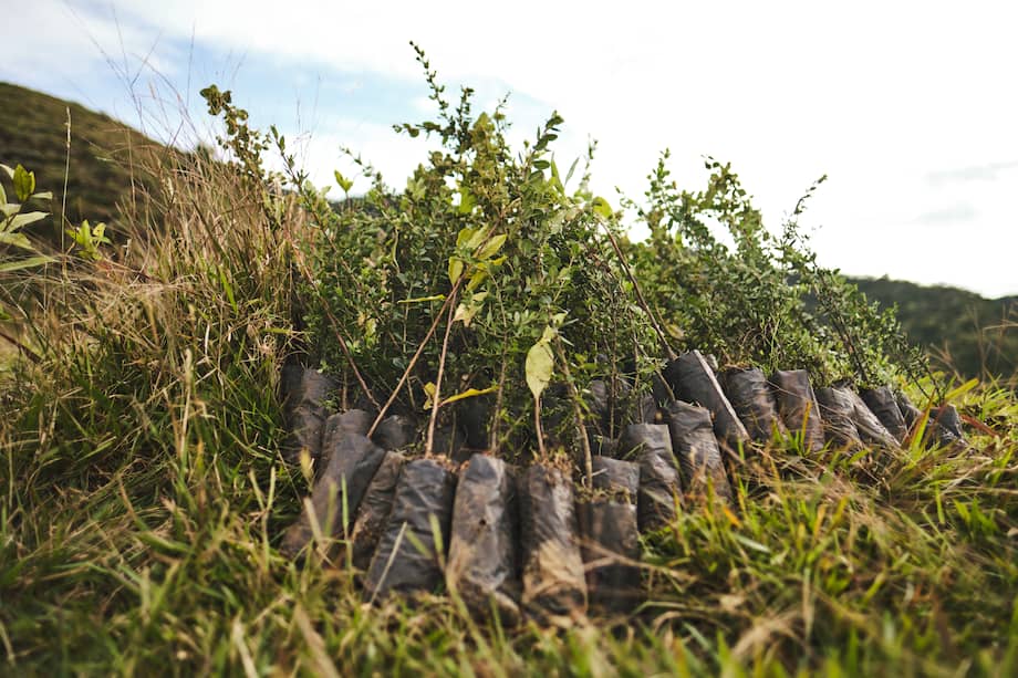 Más de 5 millones de árboles de especies nativas sembrados: el aporte de la Fundación Grupo Argos a la protección de ecosistemas en Colombia