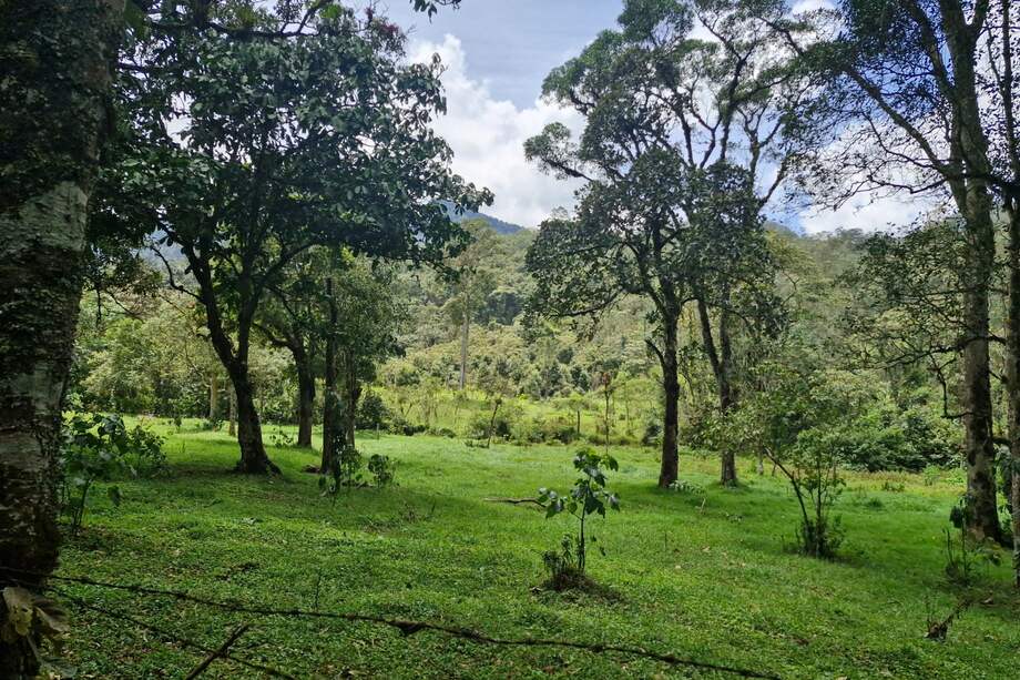 La zona comprende un poco más de 1.000 hectáreas de bosques densos.
