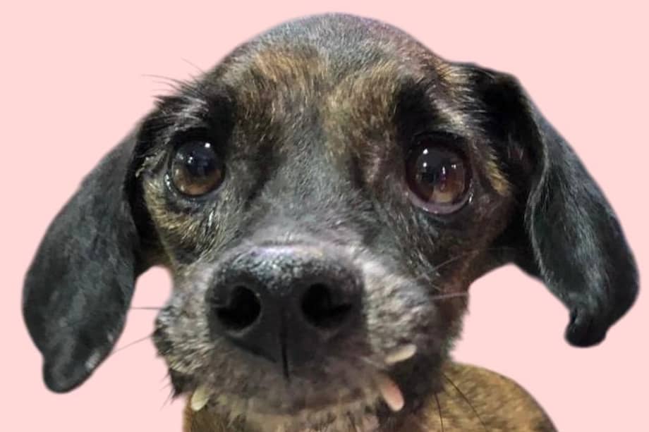 Luly fue sometida a una cirugía de más de tres horas para retirar los dientes que le impedían comer.