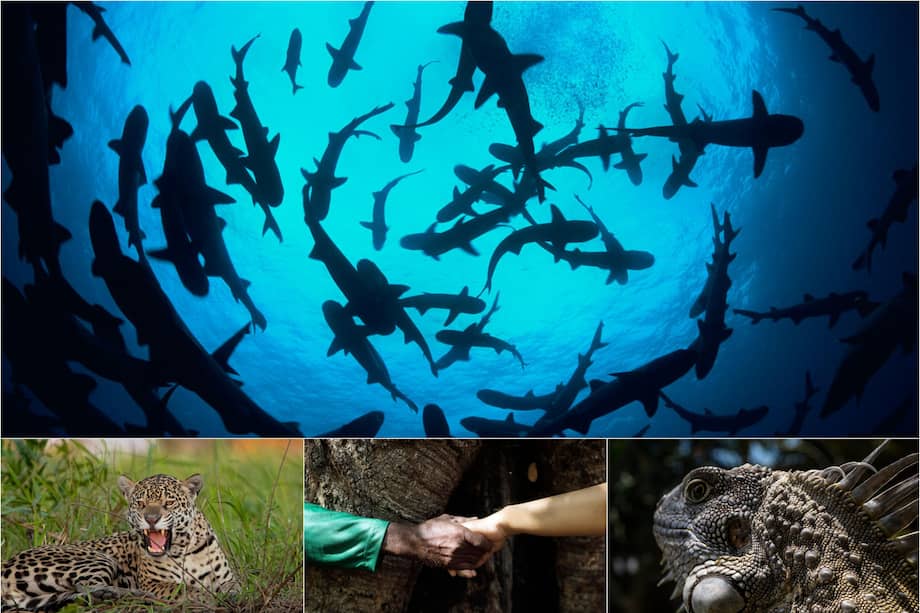 Hoy, cerca de un millón de especies están en riesgo de extinción, lo que amenaza servicios ecológicos claves para la salud humana.