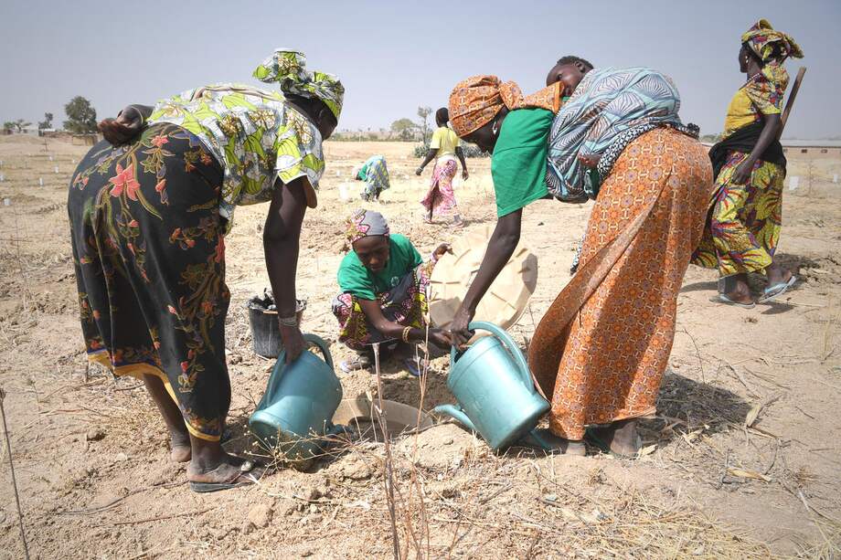 Mientras la región de Minawao en Camerún enfrenta una deforestación crítica debido al calentamiento global y la actividad humana de 56.000 refugiados nigerianos, ACNUR y sus socios Land Life Company y LWF han comenzado un proyecto de reforestación.