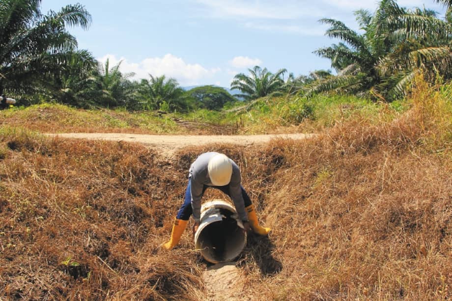 Un palmicultor supervisa uno de los sistemas de riego en un cultivo de palma de aceite, el 7 de junio de 2023, en el municipio de Zona Bananera, departamento de Magdalena (Colombia). Ante la alta probabilidad de sequías en Colombia por el fenómeno del niño que está previsto para el tercer trimestre del año, el sector palmicultor comenzó a adoptar medidas de prevención para mitigar la escasez de lluvias en estos cultivos que requieren altas cantidades de agua. EFE/ Ricardo Maldonado Rozo