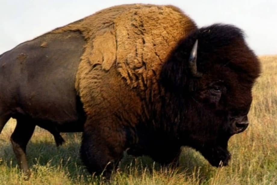 Tomado de internet f90ea3_bufalo.jpg