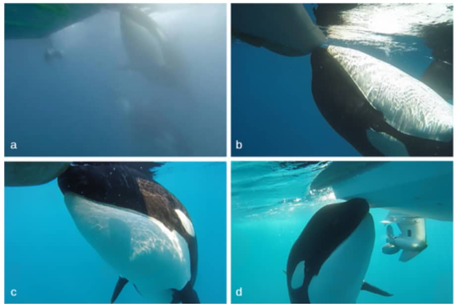 Imágenes obtenidas por el equipo de investigadores de distintas interacciones de las orcas ibéricas con su embarcación.