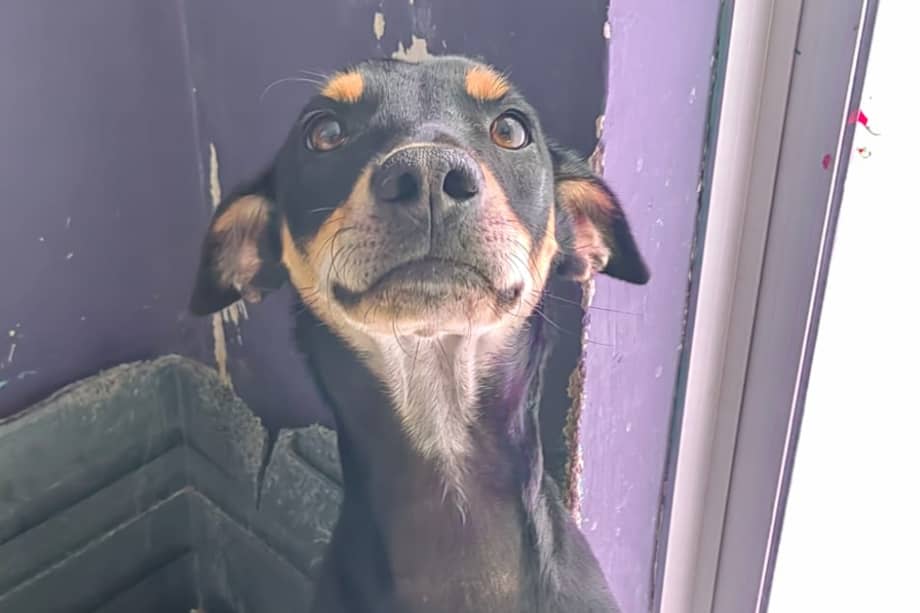 Mango tiene un año y está listo para encontrar una familia.