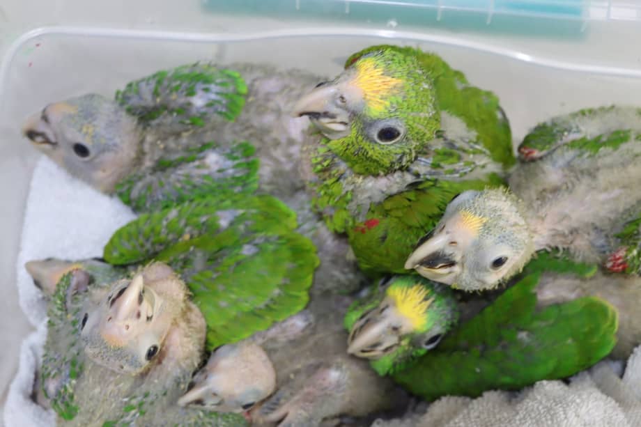 La tenencia de fauna silvestre (como los loros) es un delito en Colombia. Las penas alcanzan los 11 años de prisión y multas de más de 40.000 salarios mínimos legales mensuales vigentes.