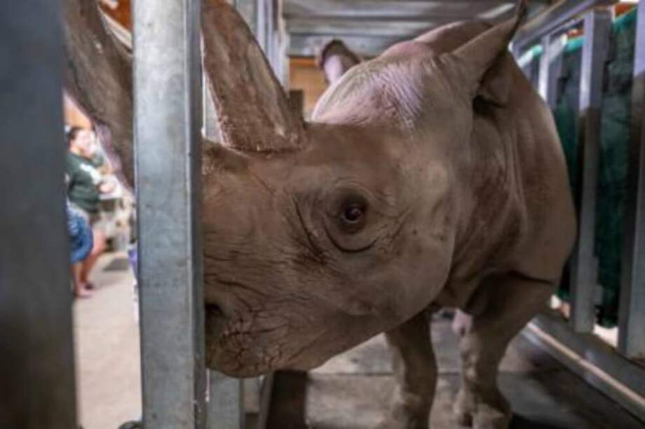 El rinoceronte negro, Doppsee, que espera su primera cría. / Agencia SINC - D. Turner