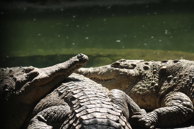 La novela del caimán llanero, parte 1: algo no encaja en esta historia de cocodrilos