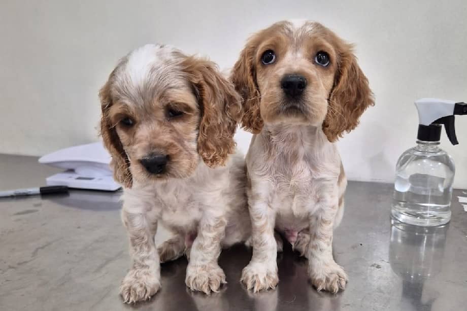 Actualmente se encuentran bajo atención veterinaria, donde se les practicaron exámenes como cuadro hemático y pruebas de parvovirus y moquillo.