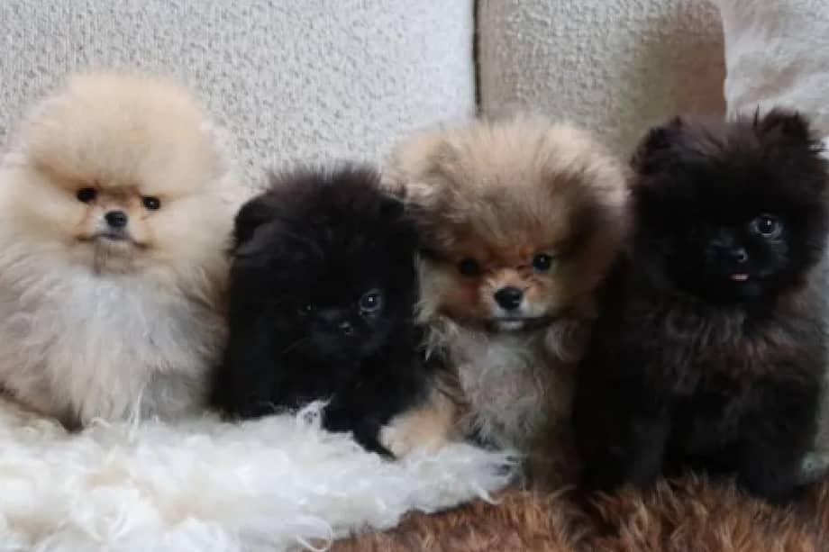 Además de los nuevos cachorros, Kim y sus hijos han tenido reptiles, entre ellos un dragón barbudo llamado Speed.