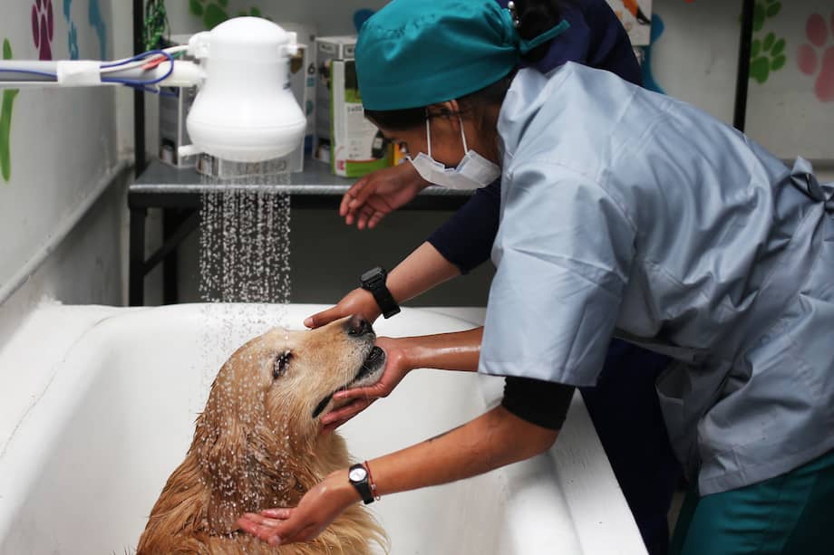 Imagen de referencia. Manuales veterinarios como el Merck Veterinary Manual aconsejan además el uso de toallitas diseñadas para mascotas, especialmente para limpiar patas o zonas sensibles sin recurrir a un lavado completo. EFE/Luis Gandarillas