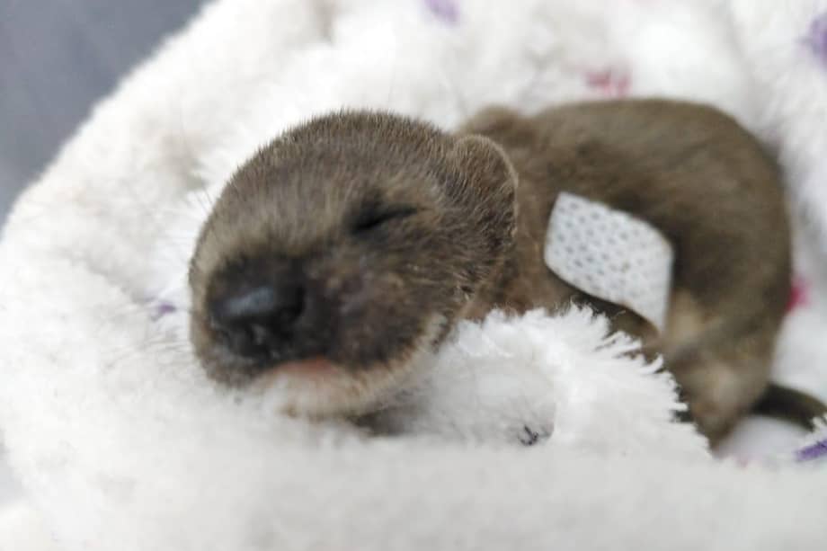 Este es uno de los animales afectados.