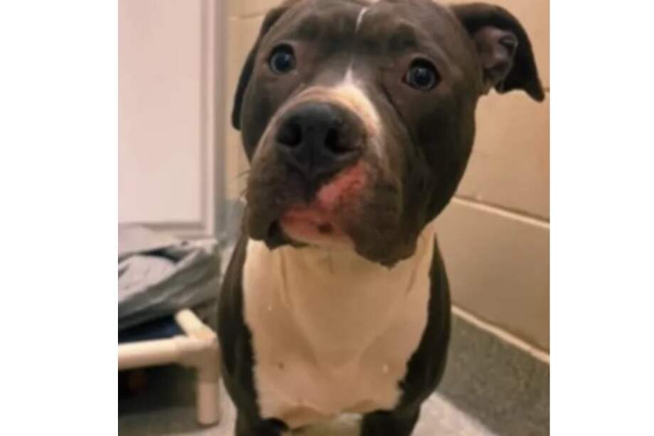 Aunque Blue pasó esta Navidad en el refugio, los voluntarios y el personal del Providence Animal Center esperan que el próximo año sea diferente para él.