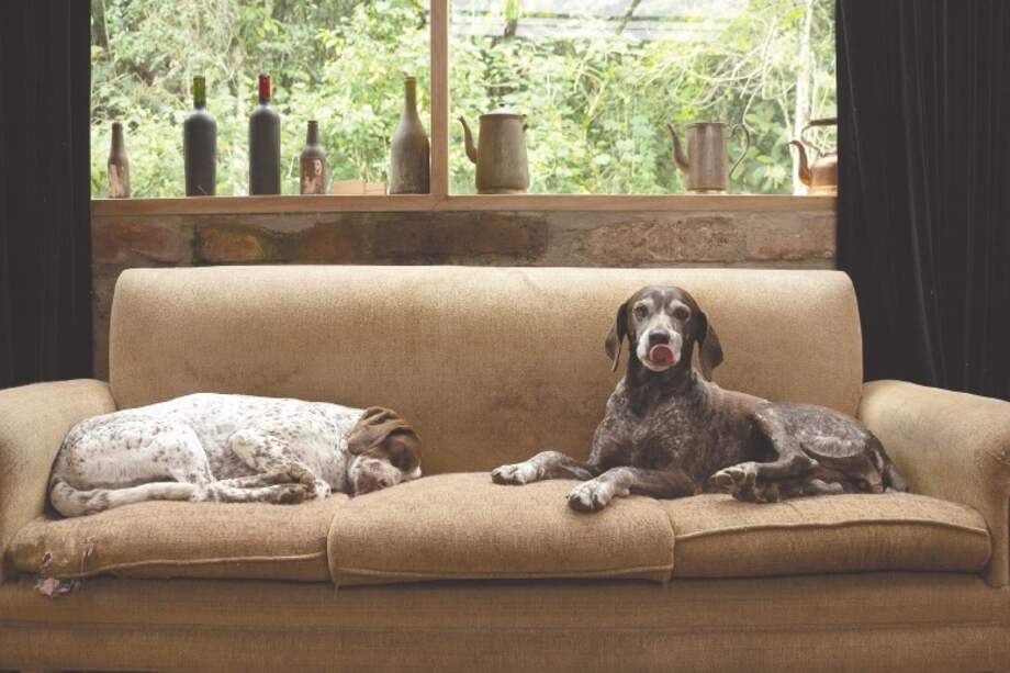 “Los perros”, la foto ganadora por Colombia. / Juan Camilo Arias