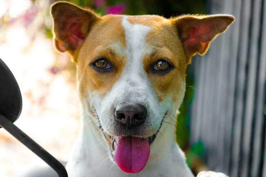 Las nuevas reglamentaciones incluyen multas más duras para personas que maltraten de animales y penas de cárcel más severas. / Pixabay