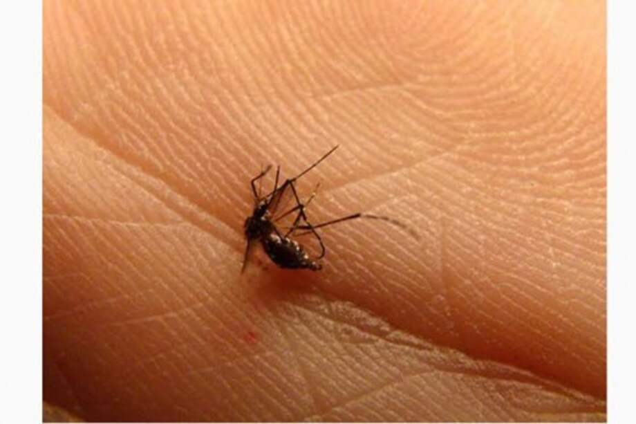 Justin Schmidt creó el Índice Schmidt de Dolor por Picadura, que cataloga el nivel de dolor que siente la gente tras recibir la picadura de distintos insectos. / Archivo