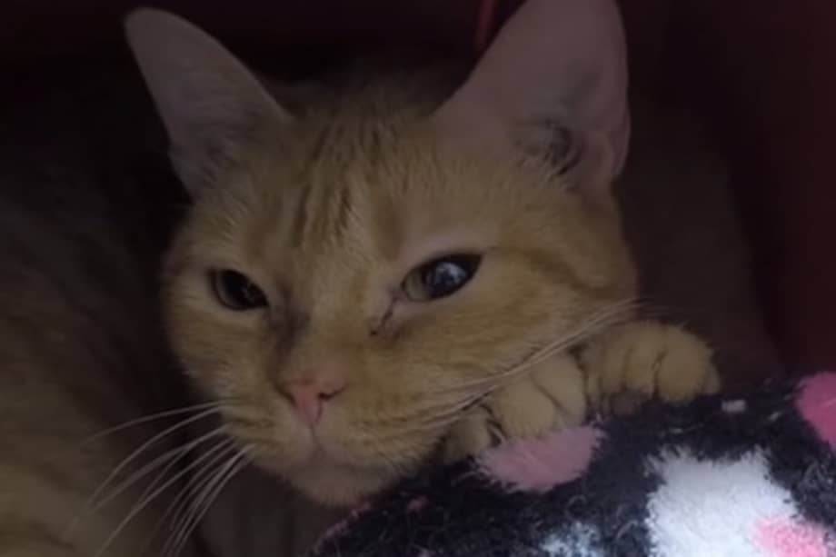 Rocío es una gata tranquila y amorosa que ya está esterilizada y lista para ser adoptada. La Fundación Lazo Animal espera encontrarle pronto una familia.