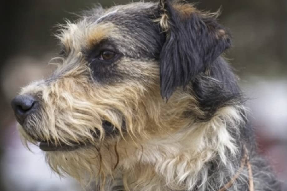 De acuerdo con la organización, la canina se encuentra totalmente lista para integrarse a un hogar dinámico que disfrute de su carácter alegre, vital y afectuoso.