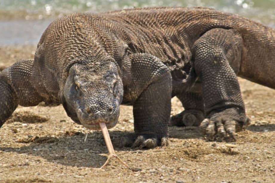 Un lagarto se coló en el Parlamento tailandés