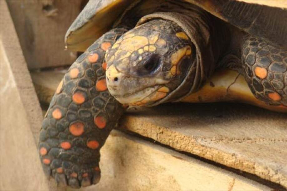 "No compren tortugas ante estreno de 'Tortugas Ninja'", reclaman en EE.UU.